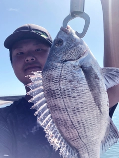 クロダイの釣果