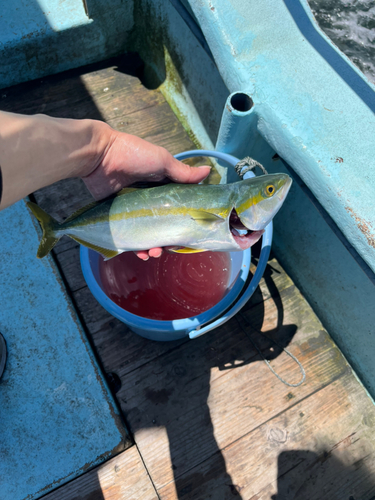 ツバスの釣果