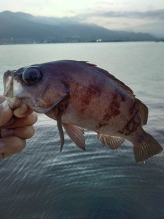 メバルの釣果