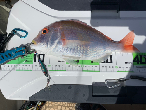 レンコダイの釣果