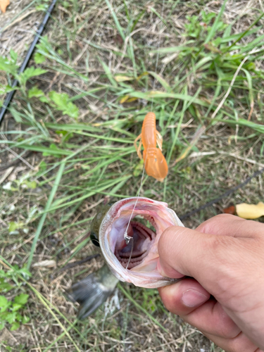 ブラックバスの釣果