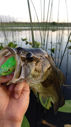 ブラックバスの釣果