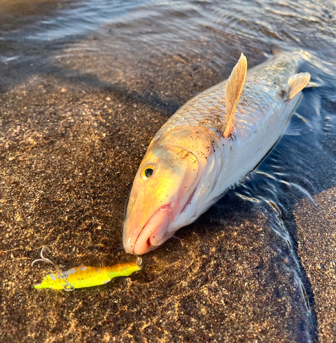 ニゴイの釣果