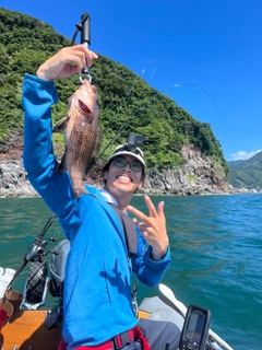 オオモンハタの釣果