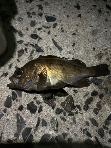 アカメバルの釣果