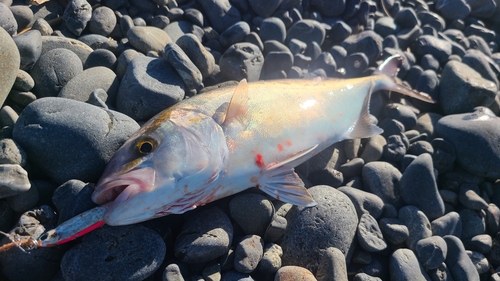 ショゴの釣果