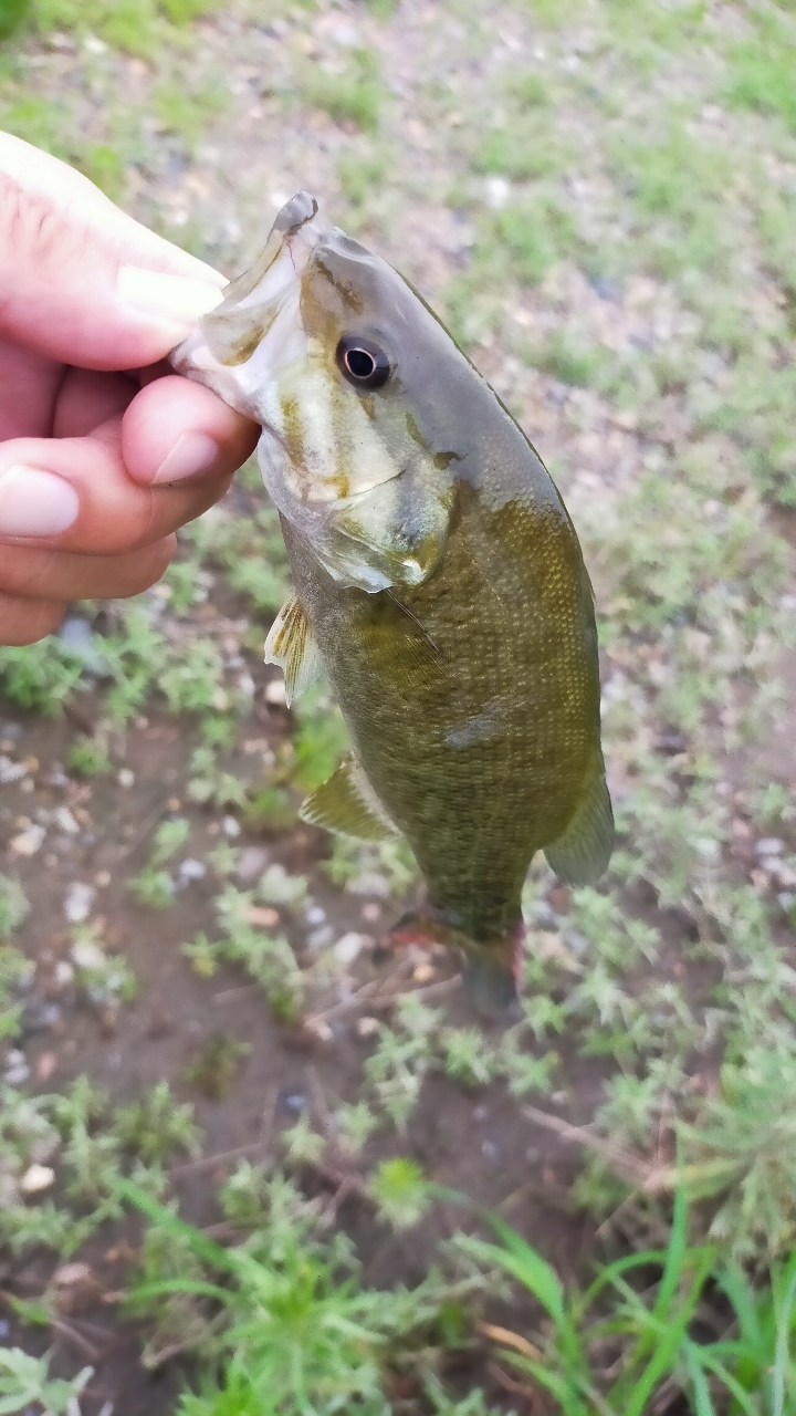 スモールマウスバス