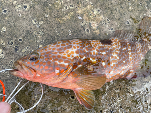 キジハタの釣果