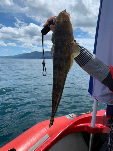 マゴチの釣果