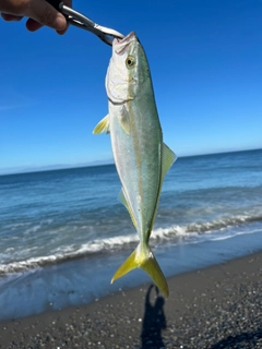 ワカシの釣果