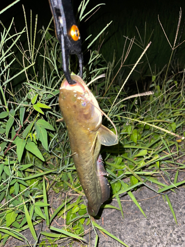 ナマズの釣果