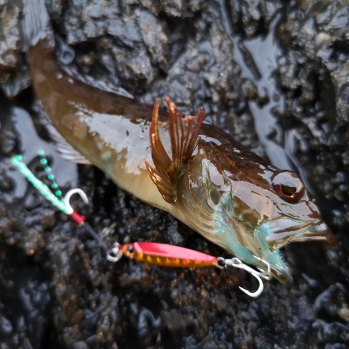 アナハゼの釣果