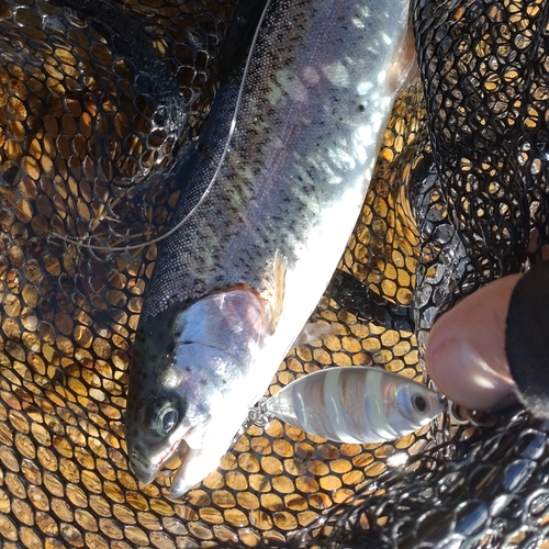 ニジマスの釣果