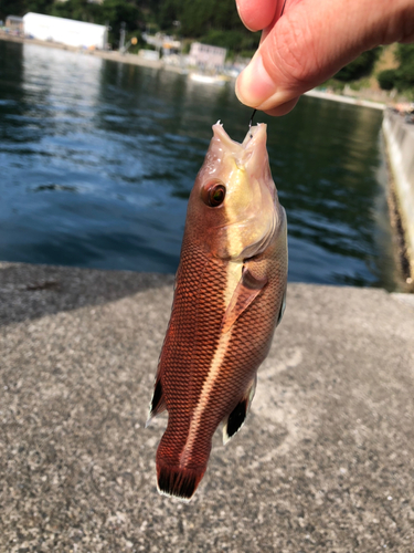 コブダイの釣果