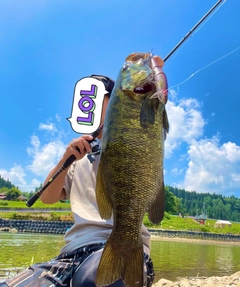 スモールマウスバスの釣果