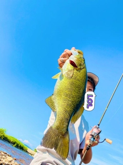 スモールマウスバスの釣果