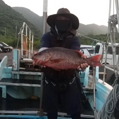 ゴマフエダイの釣果