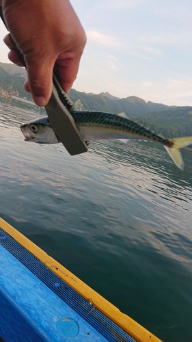 サバの釣果