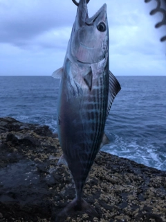 ハガツオの釣果