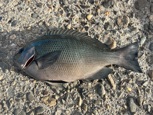 メジナの釣果