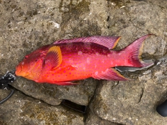 バラハタの釣果