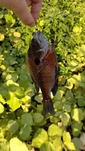 ブルーギルの釣果