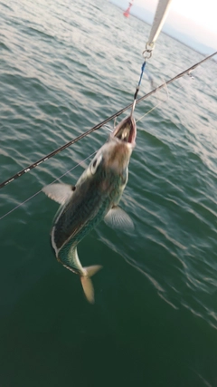 サバの釣果