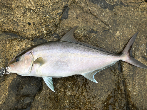 ヒレナガカンパチの釣果