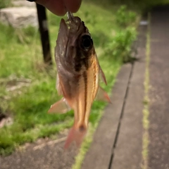 オオスジイシモチの釣果