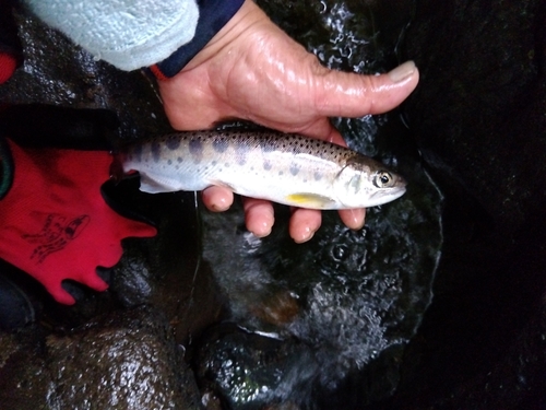 ヤマメの釣果