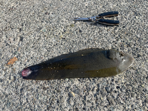 シタビラメの釣果