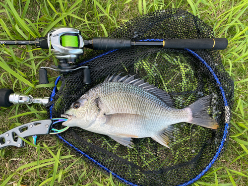 キビレの釣果