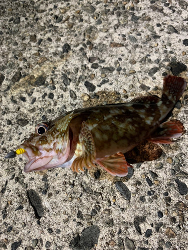 カサゴの釣果