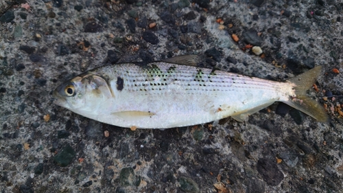 コノシロの釣果