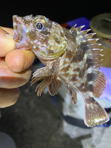 カサゴの釣果