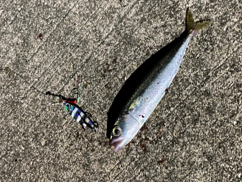 サバの釣果