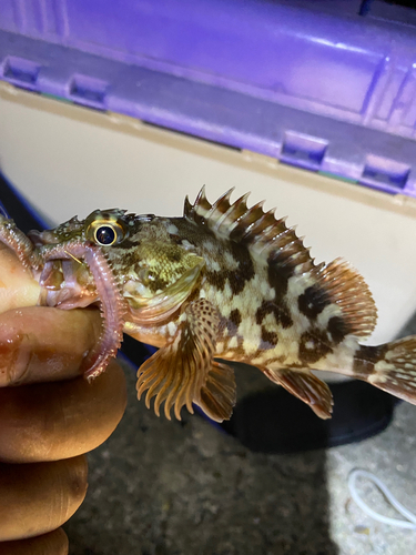 カサゴの釣果