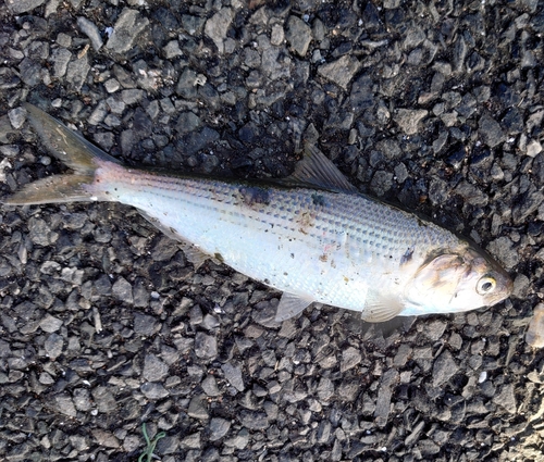 コノシロの釣果