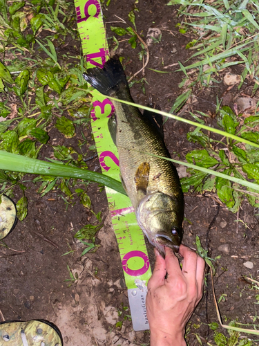 ブラックバスの釣果