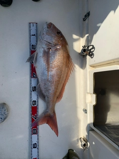 マダイの釣果