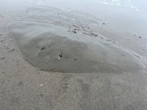 アカエイの釣果