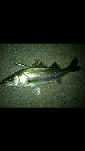 スズキの釣果