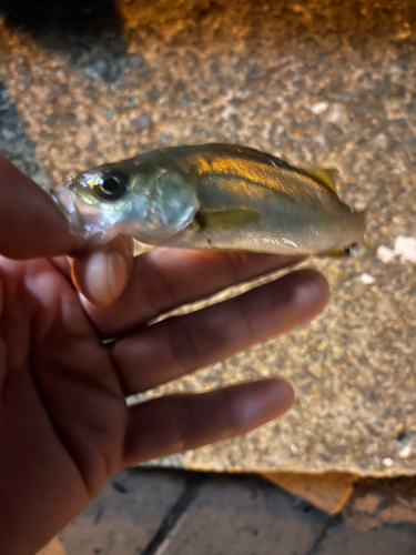 ハクラ（マルスズキ）の釣果