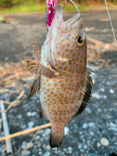 オオモンハタの釣果