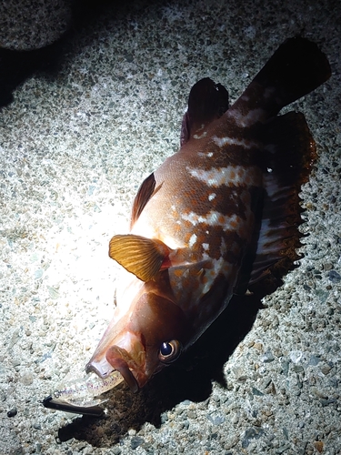 アコウの釣果