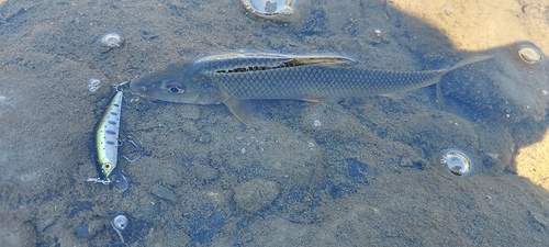 ニゴイの釣果