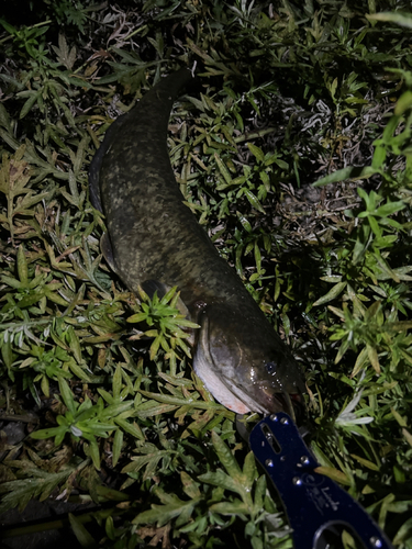 マナマズの釣果