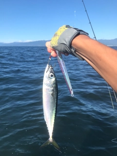 マサバの釣果