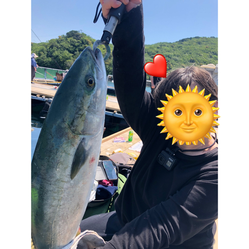 ハマチの釣果