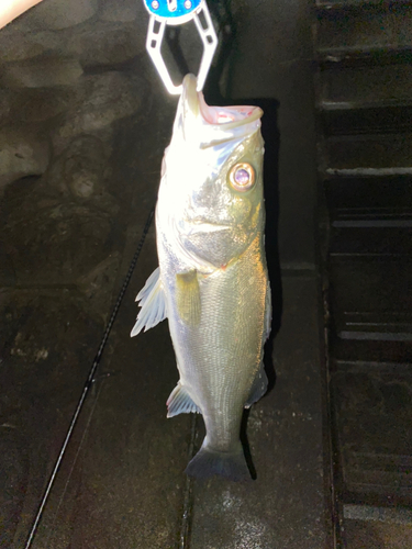 フッコ（マルスズキ）の釣果